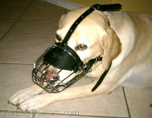 Duke Labrador looks amazing in our Basket Wire Dog Muzzle Light - M4light