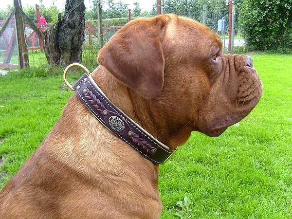 Duncan wearing our exclusive Hand Made Leather Dog Collar - Fashion Exclusive Design - code C43