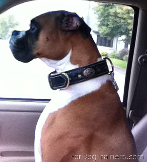 Dupree feels proud of his Royal Nappa Padded Hand Made Leather Dog Collar - code C43