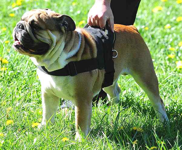 Dog harness for tracking / pulling Designed to fit English Bulldog- H6_1