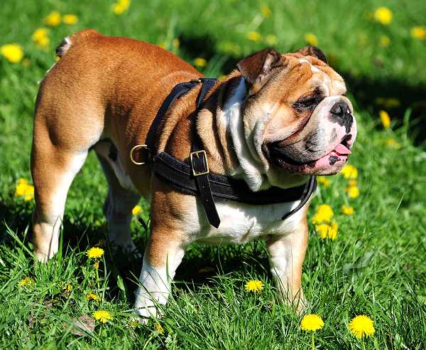 Tracking / Pulling / Agitation Leather Dog Harness For English Bulldog H5