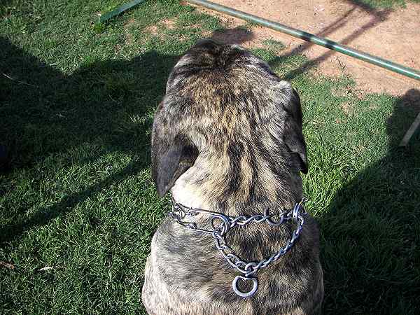 Dog pinch collar - 50045 (3.99mm) ( Made in Germany )_1