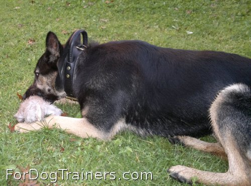 Mia likes wearing new 2 ply leather agitation dog collar with handle