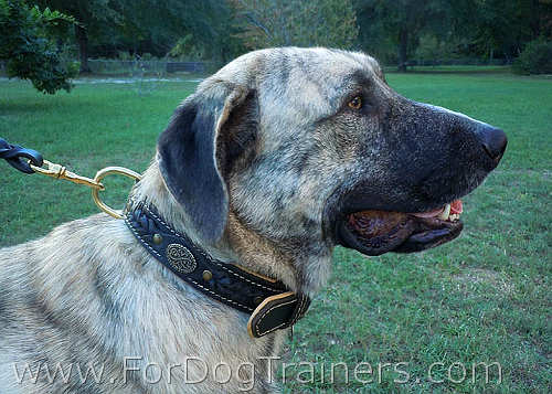 Gabriel Looks Fantastic Wearing Royal Nappa Padded Hand Made Leather Dog Collar - code C43_1