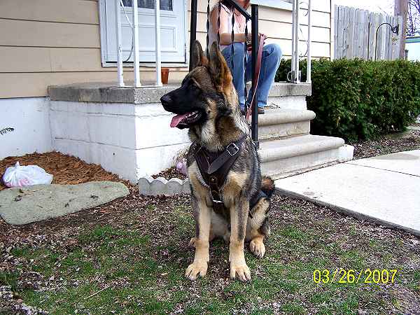 German Shepherd Dog Leather Harness for Heavy-Duty Training