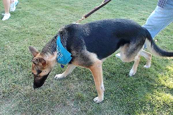 German Shepherd Police Dog Leash