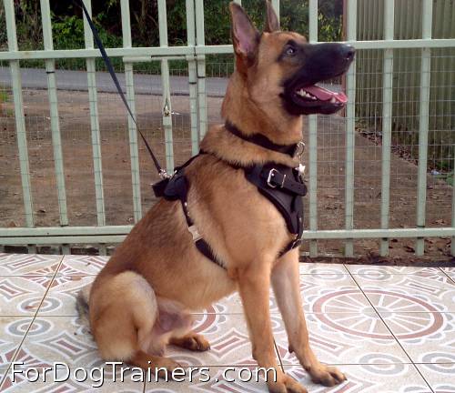 Rockey is so cool in Agitation / Protection / Attack Leather Dog Harness - H1