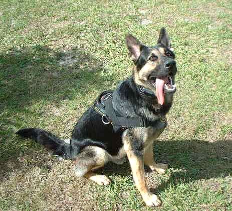 German Shepherd Nylon Dog Harness for Pulling Tracking and Training