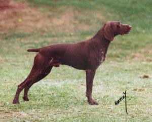 German Shorthaired Pointer Wire Basket Dog Muzzles Size Chart - German Shorthaired Pointer muzzle - Click Image to Close