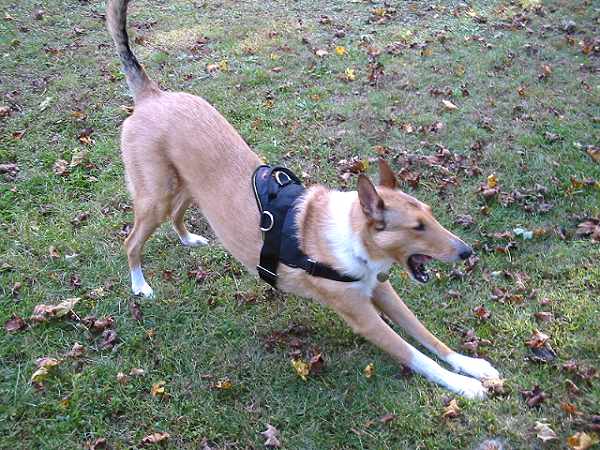 Graham wearing our All Weather dog harness for tracking / pulling Designed to fit Belgian Malinois- H6