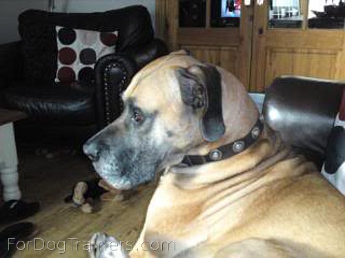 Troy likes new purchase Gorgeous Wide Leather Dog Collar - Fashion Exclusive Design - c73_1