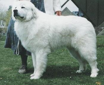 Great Pyrenees Wire Basket Dog Muzzles Size Chart - Great Pyrenees muzzle