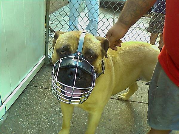 Gorgeous HERCULES wearing our Wire Basket Dog Muzzles Size Chart - M4light