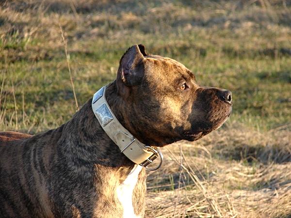 Fashion Wide Leather Dog Collar with Smooth Vintage Plates