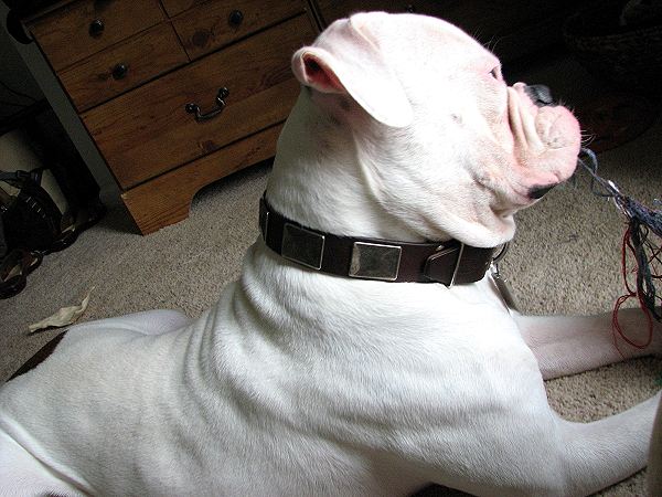 Gorgeous Hector is wearing our War Dog Leather Dog Collar - Like in the movies - c83 - Click Image to Close