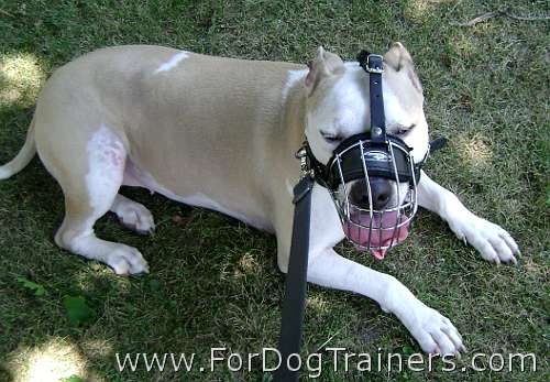 Honey Pit Bull looks Gorgeous wearing Wire Basket Dog Muzzle on - M4