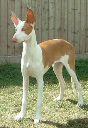 Ibizan Hound Wire Basket Dog Muzzles Size Chart - Ibizan Hound muzzle - Click Image to Close