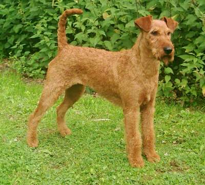 Irish Terrier Wire Basket Dog Muzzles Size Chart - Irish Terrier muzzle - Click Image to Close