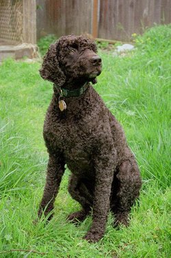 Irish Water Spaniel Wire Basket Dog Muzzles Size Chart - Irish Water Spaniel muzzle