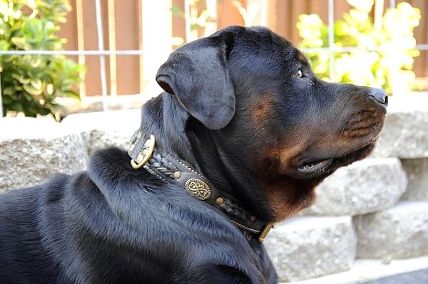 Jake looks great in our Royal Nappa Padded Hand Made Leather Dog Collar - Fashion Exclusive Design - code C43