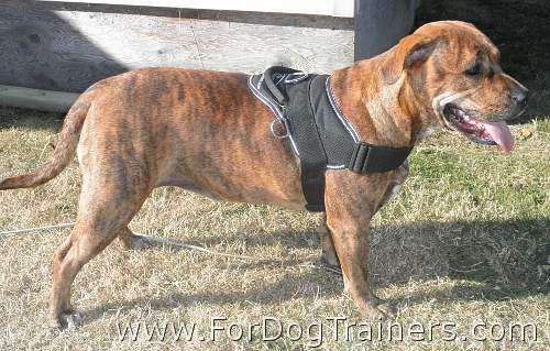 Jersey Pitbull Looking Gorgeous In All Weather Nylon Harness - H6