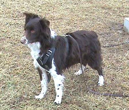 Joey wearing our exclusive Agitation / Protection / Attack Leather Dog Harness Perfect For Your Australian Shepherd H1