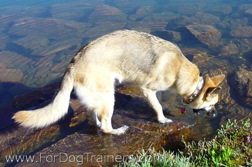 Kachina German Shepherd wears Gorgeous Wide Tan Leather Dog Collar with Blue Stones - Click Image to Close