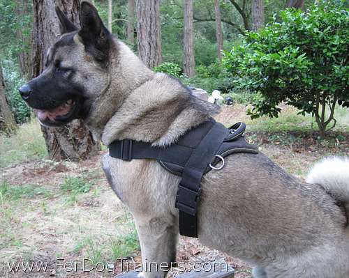 Kimo Akita looking Great in All Weather Extra Strong Nylon Harness - H6