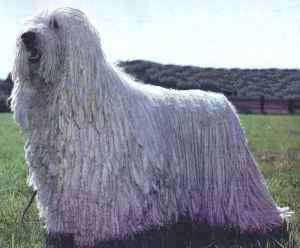 Komondor Wire Basket Dog Muzzles Size Chart - Komondor muzzle