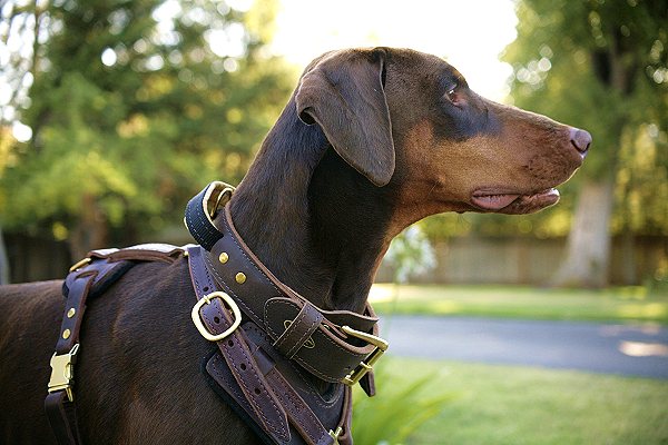 2 ply wide leather dog collar with handle-C33