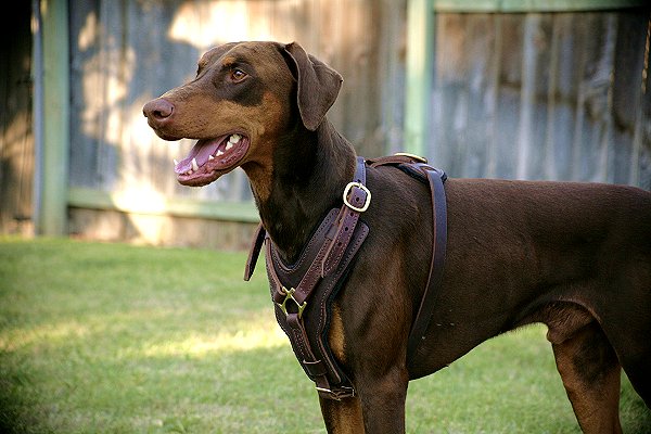 Exclusive Luxurious Handcrafted Padded Leather Dog Harness Perfect for your Doberman H10_2 - Click Image to Close