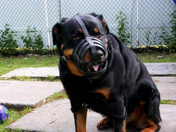 Walking and Training Adjustable Leather Cage Dog Muzzle - Easy to Breathe