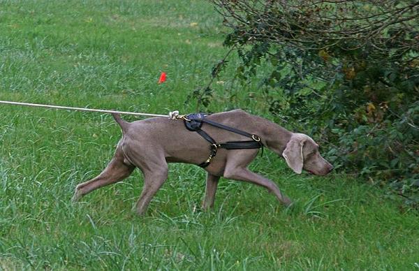 Logan wearing our exclusive Tracking / Pulling / Agitation Leather Dog Harness For Weimaraner H5