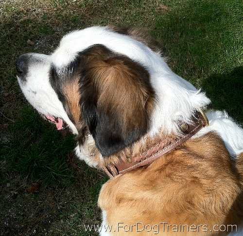 Loxley looking Gorgeous in our 2 Ply Leather Dog Collar - Special33brownBraided