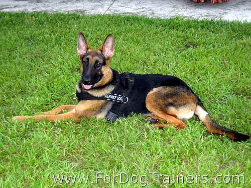 German Shepherd Best Nylon Dog Harness for Pulling with ID Patches