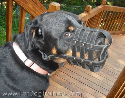 Madison happy with her Everyday Light Weight Super Ventilation Rottweiler muzzle - product code M41