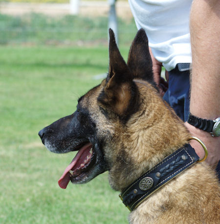 Wide Nappa Padded Leather Dog Collar for Belgian Malinois Training/Walking