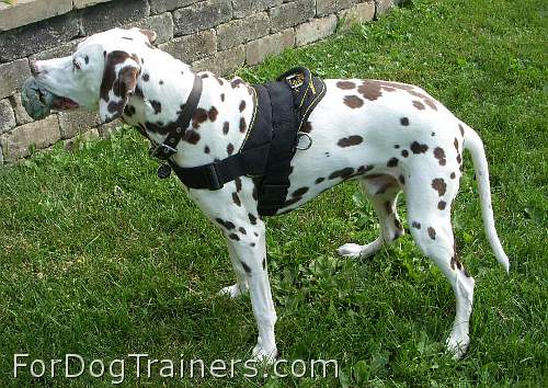 Marcus Dalmatian looks Happy in his new All Weather Nylon dog harness for tracking / walking - H6_1