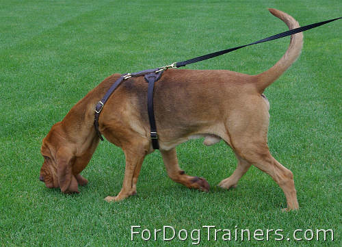 Muldoon Bloodhound training in our Luxury handcrafted leather dog harness - H7