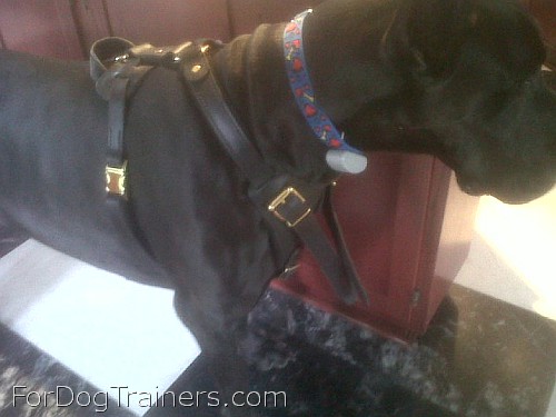 Nelson Great Dane Looking Handsome in his Agitation / Protection / Attack Leather Dog Harness - H1_11