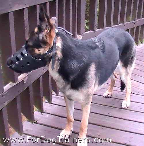 Niko looking good in our Everyday German Shepherd Leather dog muzzle - M11