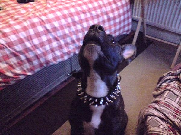 3 Rows Spiked Pitbull Collar