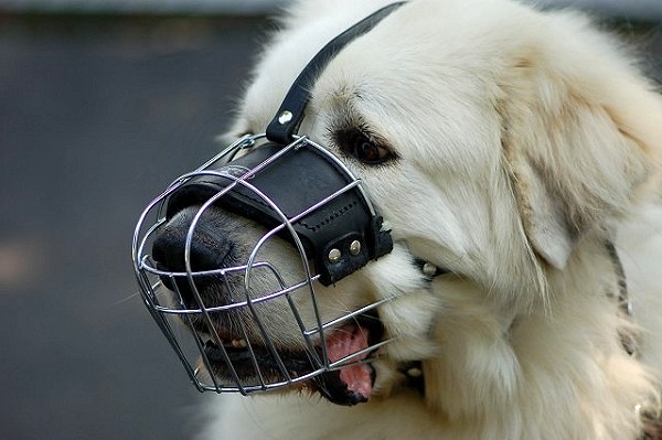 Noah wearing our exclusive Wire Basket Dog Muzzles M4