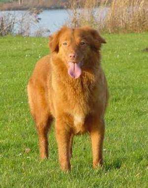 Nova Scotia Duck-Tolling Retriever Wire Basket Dog Muzzles Size Chart - Nova Scotia Duck-Tolling Retriever muzzle