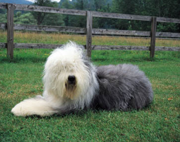 Old English Sheepdog (Bobtail) Wire Basket Dog Muzzles Size Chart - Old English Sheepdog (Bobtail) muzzle