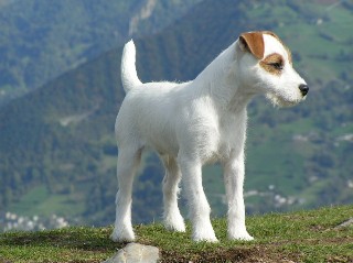 Parson Russell Terrier Wire Basket Dog Muzzles Size Chart - Parson Russell Terrier muzzle