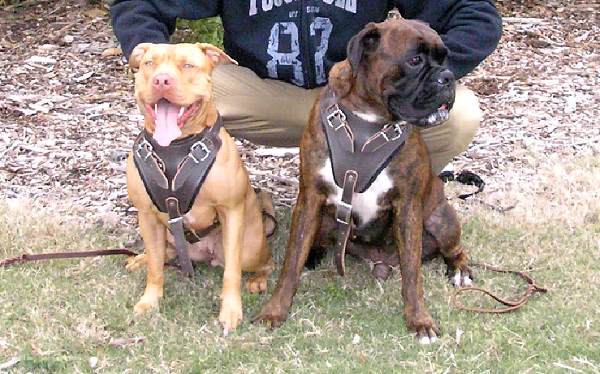 Agitation / Protection / Attack Leather Dog Harness Perfect For Your Pit Bulls H1