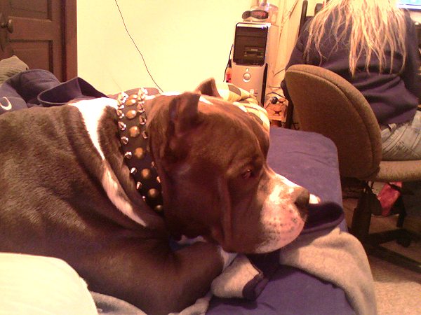 Wide Leather Dog Collar with Spikes and Studs for Pitbull Fashion Walking