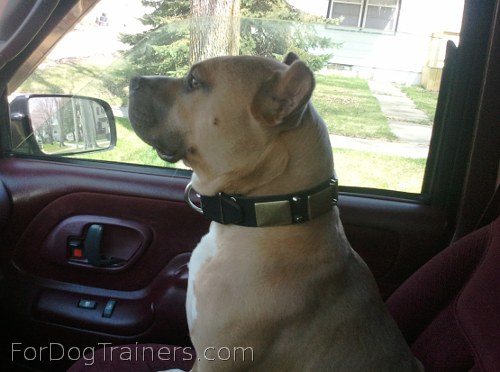 Buddy looks awesome in Gorgeous War Dog Leather Collar - C85 (old brass massive plates +2 nickel pyramids)