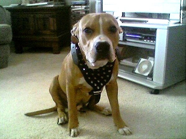 Designer Pitbull Leather Dog Harness Decorated With Spikes